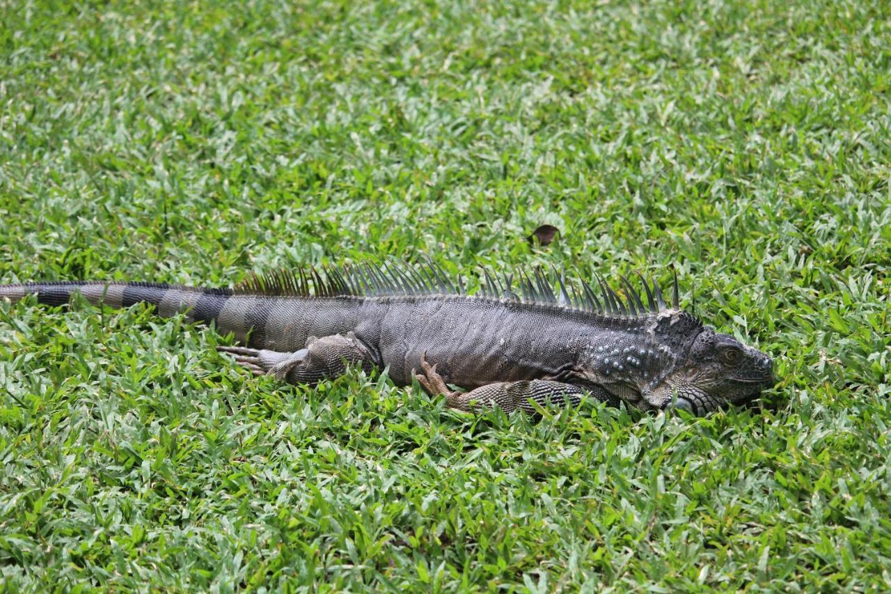 Iguana Libre Hotel Dominical Bagian luar foto