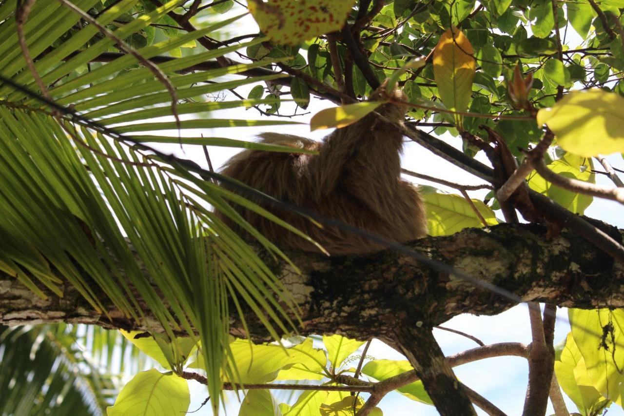 Iguana Libre Hotel Dominical Bagian luar foto