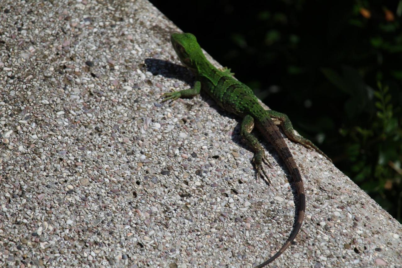Iguana Libre Hotel Dominical Bagian luar foto